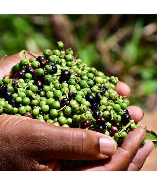 Degustace Gin 15.4.2026, Datum 15.4.2026