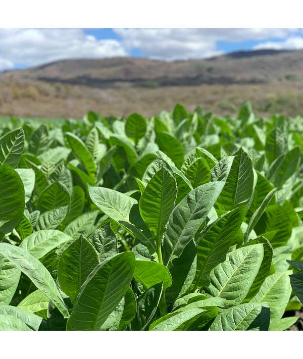 Svět doutníků 28.5.2026, Datum 28.5.2026