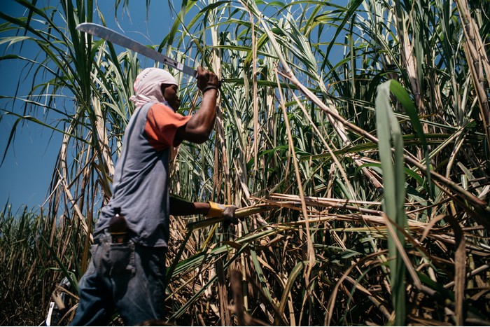 Cukrová třtina na Haiti