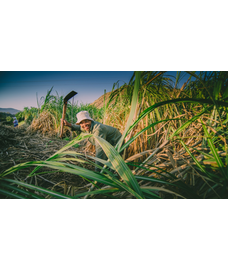 Vůně Afrického kontinentu